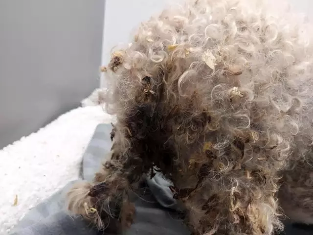 Galler'de yaklaşık 200 köpek yasa dışı olduğu iddia edilen köpek çiftliğinden kurtarıldı