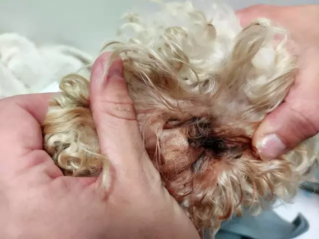 Galler'de yaklaşık 200 köpek yasa dışı olduğu iddia edilen köpek çiftliğinden kurtarıldı