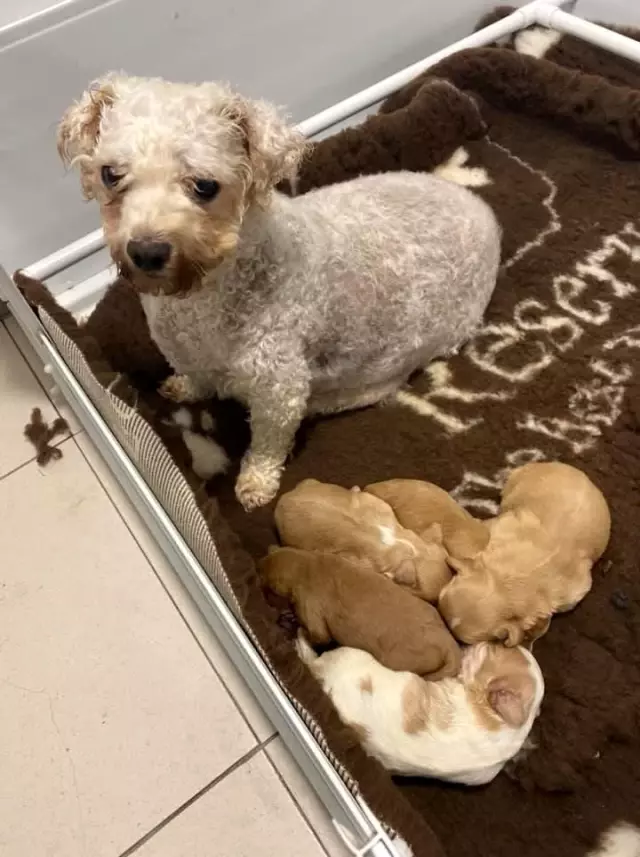 Galler'de yaklaşık 200 köpek yasa dışı olduğu iddia edilen köpek çiftliğinden kurtarıldı