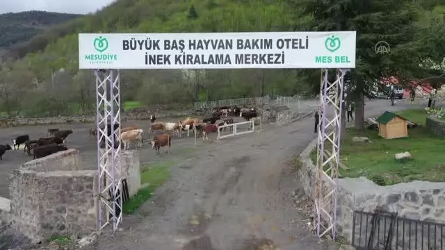 Hayvan oteli gurbetçilerin imdadına yetişiyor