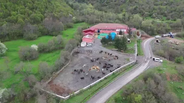 Hayvan oteli gurbetçilerin imdadına yetişiyor