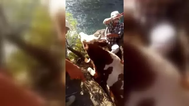 Kayalıklara sıkışan ineği belediye ekipleri kurtardı