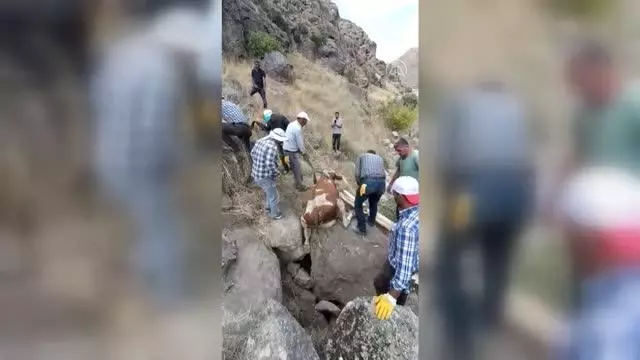 Kayalıklara sıkışan ineği belediye ekipleri kurtardı