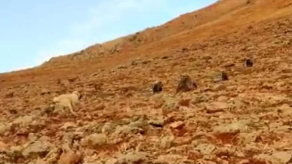Koyun sürüsüne saldıran ayıları kangal köpekleri uzaklaştırdı