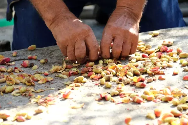 'Olmaz' diyenlere aldırmadı, Eskişehir'de Antep fıstığı yetiştirdi 'Olmaz' diyenlere aldırmadı, Eskişehir'de Antep fıstığı yetiştirdi