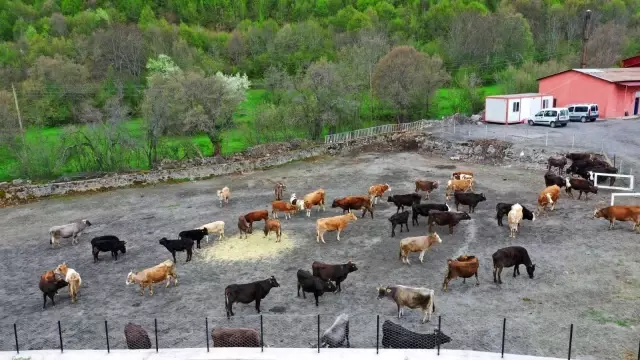 Hayvan oteli gurbetçilerin imdadına yetişiyor