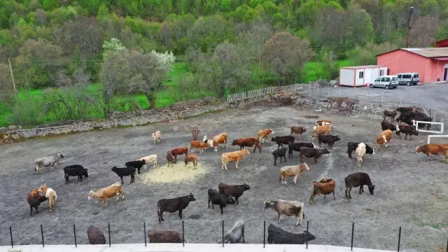 Hayvan oteli gurbetçilerin imdadına yetişiyor