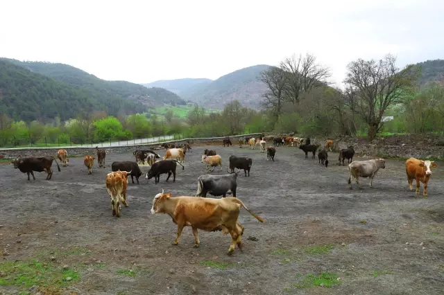 Hayvan oteli gurbetçilerin imdadına yetişiyor