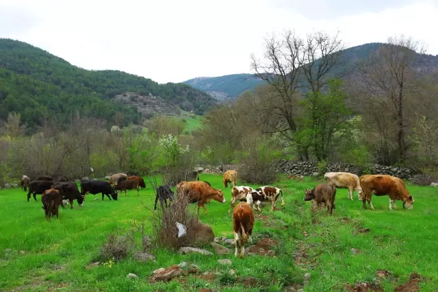 Hayvan oteli gurbetçilerin imdadına yetişiyor