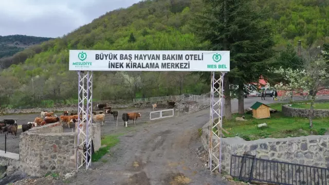 Hayvan oteli gurbetçilerin imdadına yetişiyor
