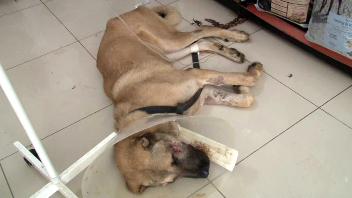 Silahlı saldırıya uğrayan köpeğin yaşam mücadelesi devam ediyor