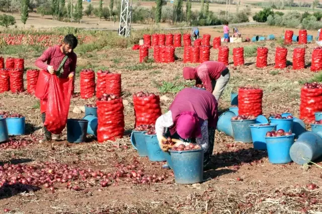 Soğan hasadı başladı, tarlada soğan 80 kuruş! Üretici maliyetini karşılayamamaktan dertli