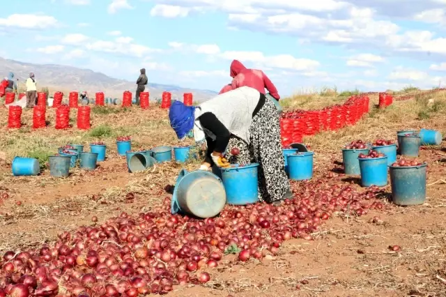 Soğan hasadı başladı, tarlada soğan 80 kuruş! Üretici maliyetini karşılayamamaktan dertli