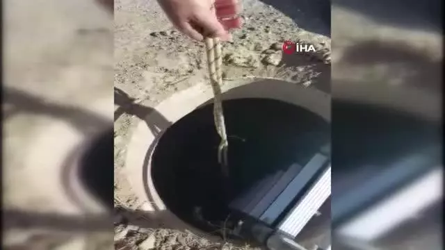 Yağmur suyu tahliye kuyusuna düşen kuzu kurtarıldı