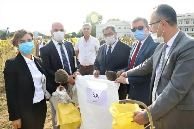 Gebze Teknik Üniversitesinin sürdürülebilir tarım çalışmasında ayçiçeği hasadı yapıldı