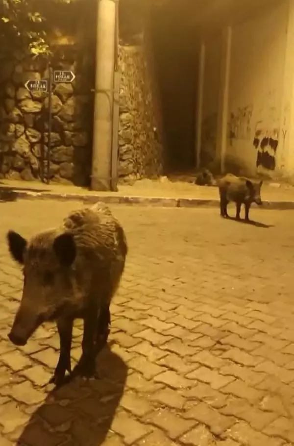Tehlikeye aldırış etmeyen vatandaştan görüntülediği domuza güldüren sözler: Birader ne var ne yok