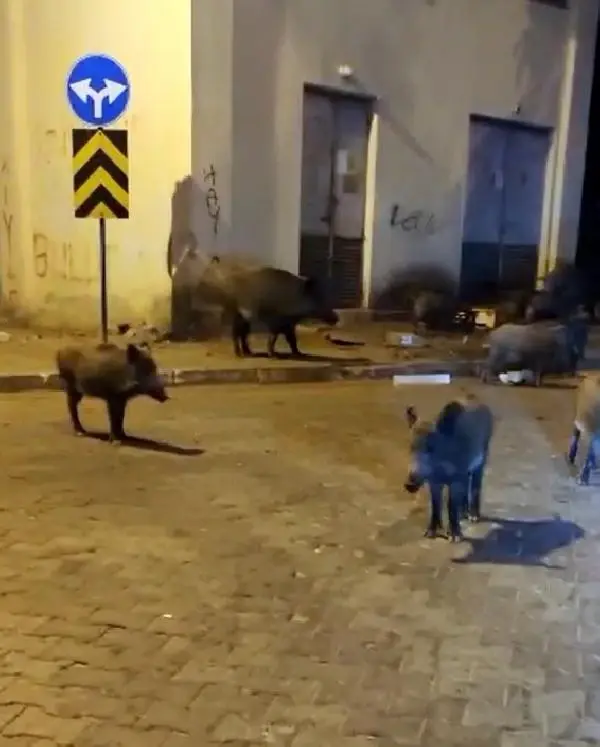 Tehlikeye aldırış etmeyen vatandaştan görüntülediği domuza güldüren sözler: Birader ne var ne yok