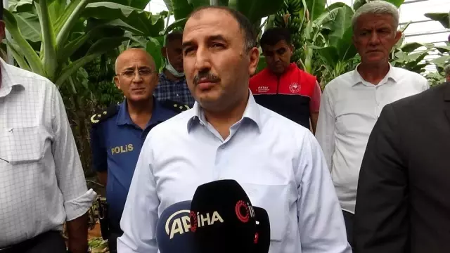 Hatay'da muz yetiştiriciliği yaygınlaşıyor
