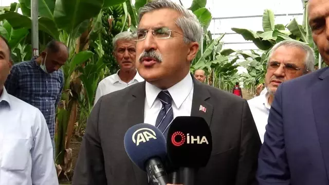 Hatay'da muz yetiştiriciliği yaygınlaşıyor