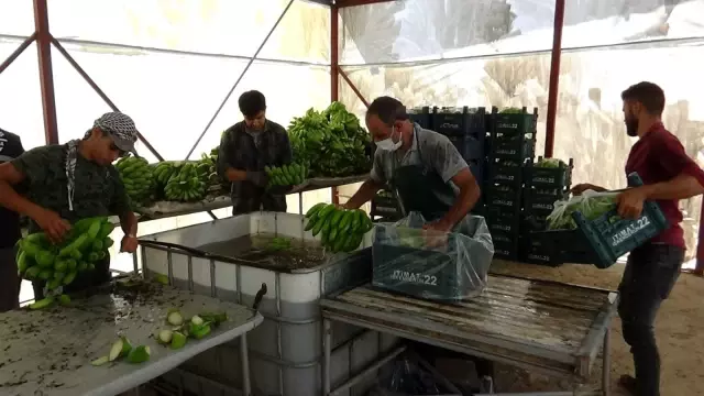Hatay'da muz yetiştiriciliği yaygınlaşıyor