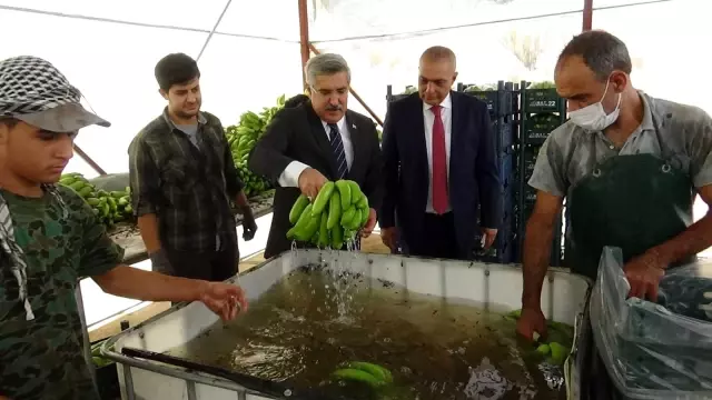 Hatay'da muz yetiştiriciliği yaygınlaşıyor