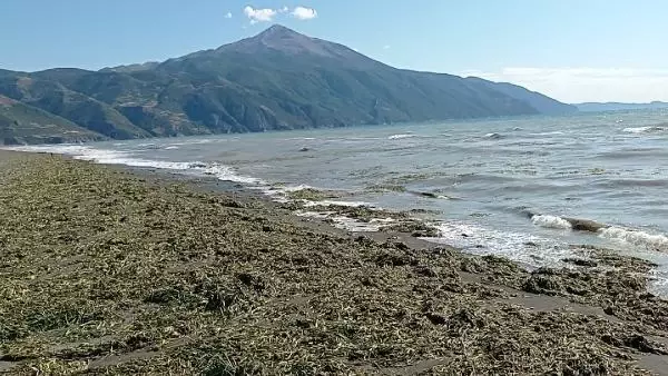 HATAY'DA SU SÜMBÜLLERİ, SAMANDAĞI SAHİLİNE YAYILDI