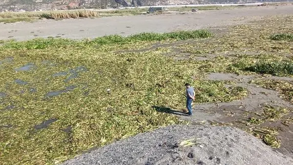 HATAY'DA SU SÜMBÜLLERİ, SAMANDAĞI SAHİLİNE YAYILDI