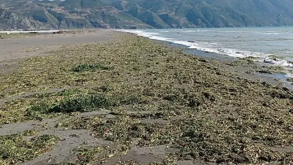 HATAY'DA SU SÜMBÜLLERİ, SAMANDAĞI SAHİLİNE YAYILDI