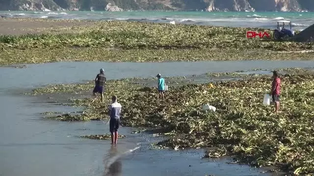HATAY'DA SU SÜMBÜLLERİ, SAMANDAĞI SAHİLİNE YAYILDI
