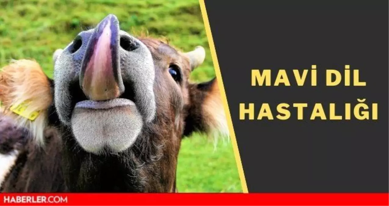 Mavi dil hastalığı insanlara bulaşır mı? Mavi dil hastalığı nedir?