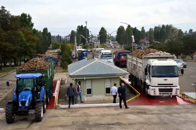 Muş'ta pancar alım kampanyası başladı