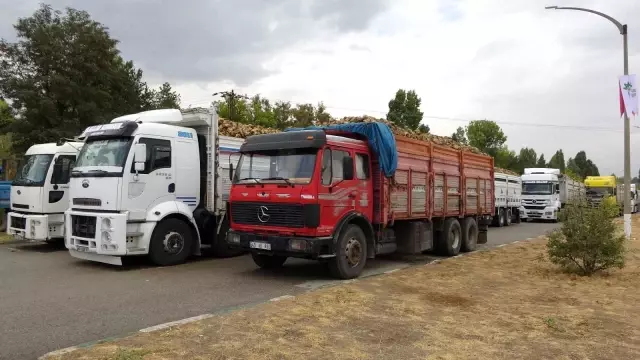 Muş'ta pancar alım kampanyası başladı