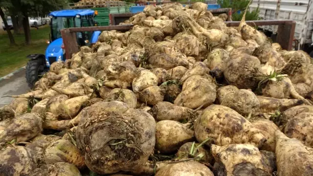 Muş'ta pancar alım kampanyası başladı