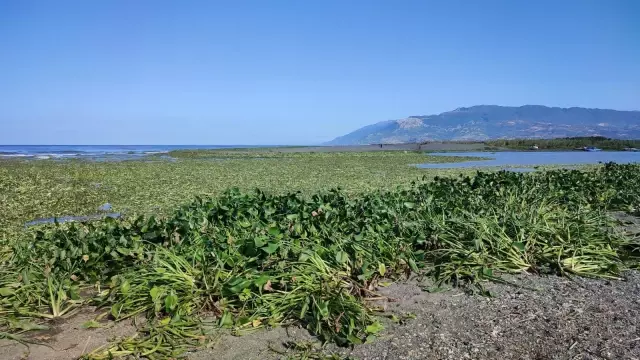 Su sümbülleri kumsalı kapladı