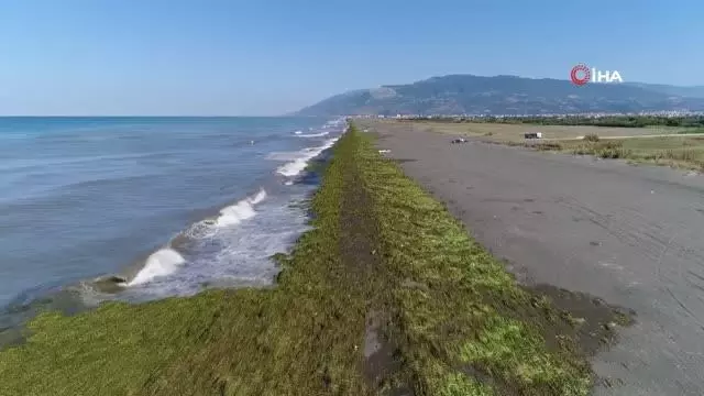 Su sümbülleri kumsalı kapladı