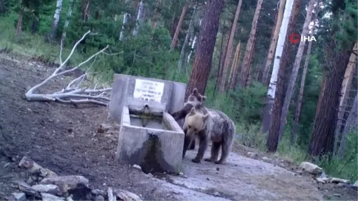 Yaban hayatı fotokapanla görüntülendi