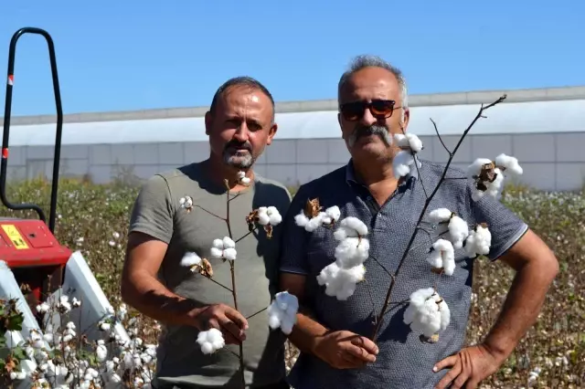 Beyaz altında hasat başladı, üretici ANTBİRLİK fiyatını bekliyor