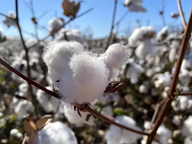 Beyaz altında hasat başladı, üretici ANTBİRLİK fiyatını bekliyor