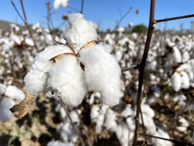 Beyaz altında hasat başladı, üretici ANTBİRLİK fiyatını bekliyor