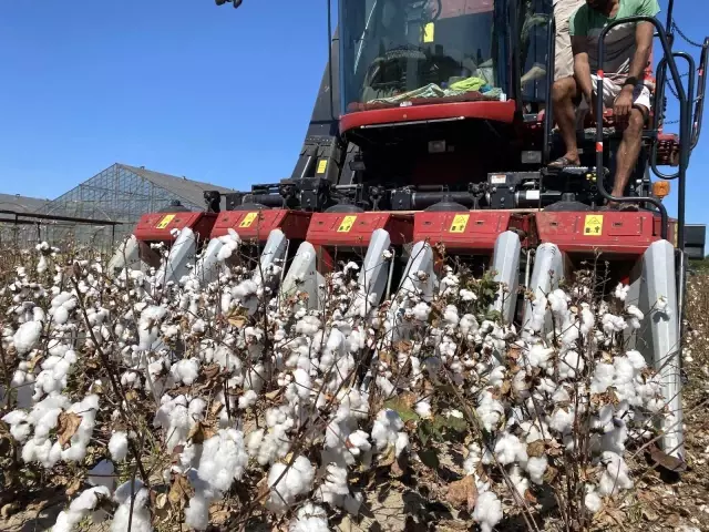 Beyaz altında hasat başladı, üretici ANTBİRLİK fiyatını bekliyor