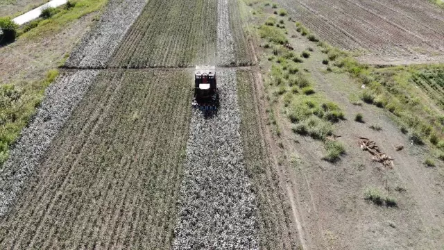 Beyaz altında hasat başladı, üretici ANTBİRLİK fiyatını bekliyor