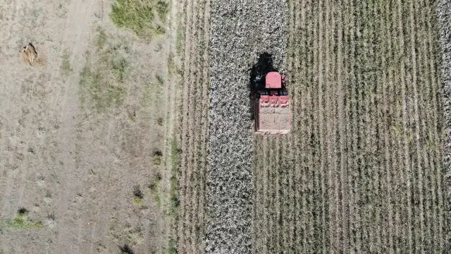 Beyaz altında hasat başladı, üretici ANTBİRLİK fiyatını bekliyor