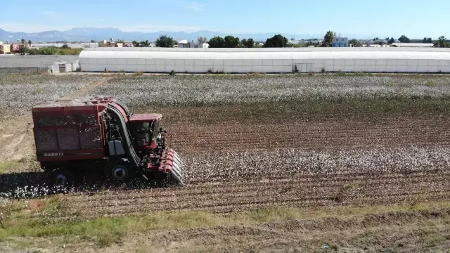 Beyaz altında hasat başladı, üretici ANTBİRLİK fiyatını bekliyor