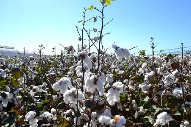Beyaz altında hasat başladı, üretici ANTBİRLİK fiyatını bekliyor