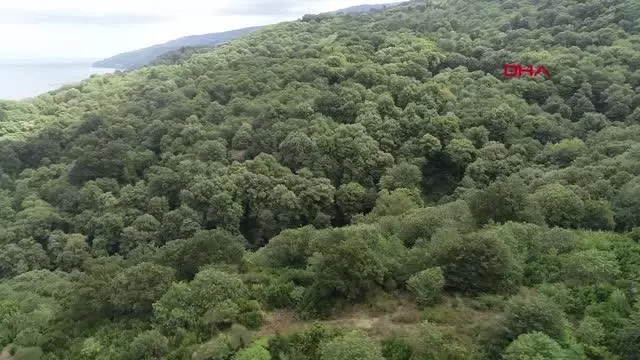 BURSA'DA 'GAL ARISI' İLE MÜCADELE KAPSAMINDA ALTERNATİF YÖNTEMLER UYGULANIYOR