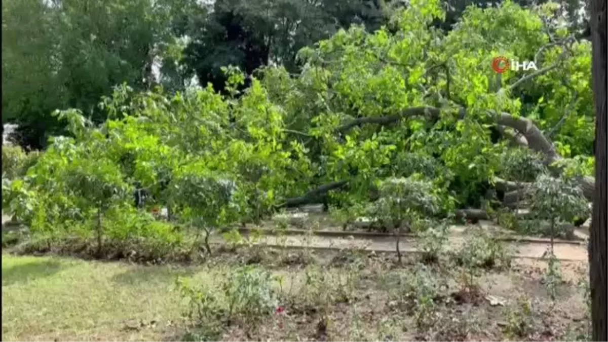 Son dakika haberleri! Edirnekapı Şehitliği'nde İBB'nin kestiği ağaçlar mezarlığın üzerine devrildi