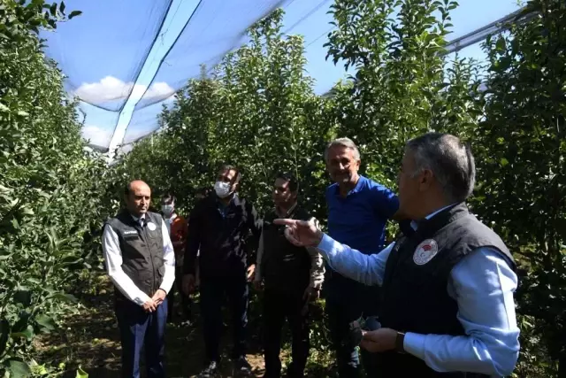 Kayseri'de elma hasadı başladı