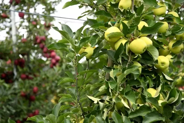 Kayseri'de elma hasadı başladı