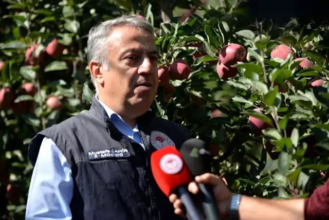 Kayseri'de elma hasadı başladı