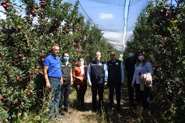 Kayseri'de elma hasadı başladı